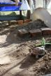 Nesting area in greenhouse using brick support - click to enlarge